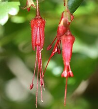 Ribes speciosum flower